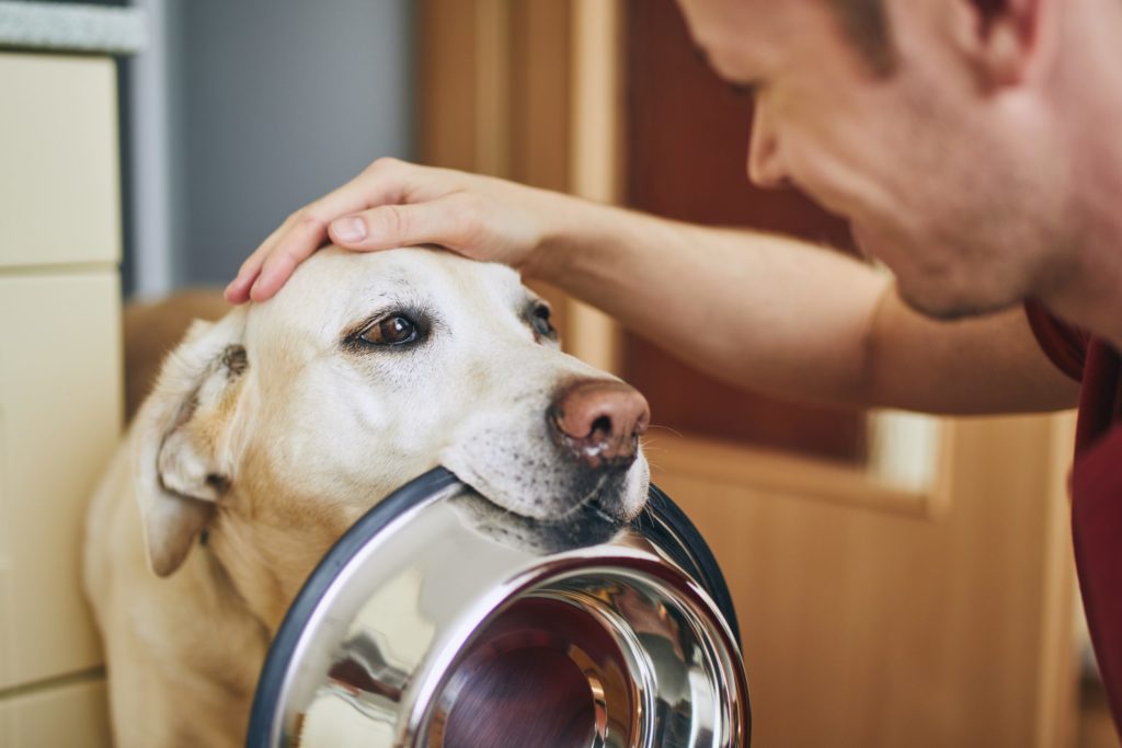 Is CBD Oil for Pets Safe?