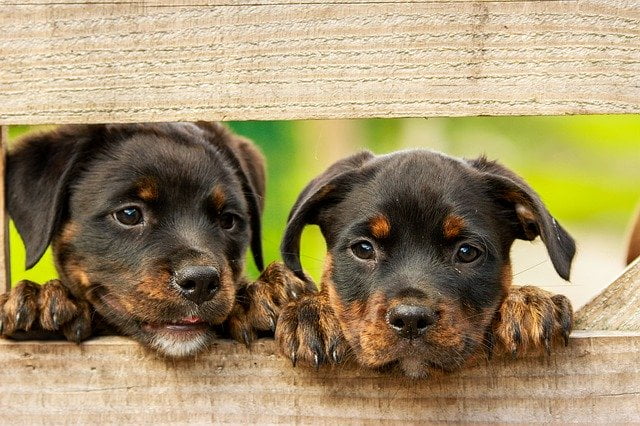 Should You Adopt or Buy a Dog