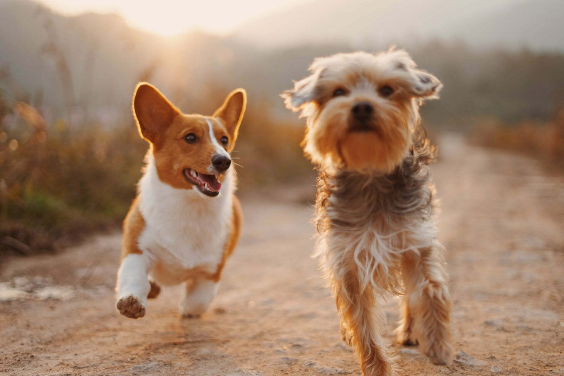 Pets’ Pre-Existing Conditions